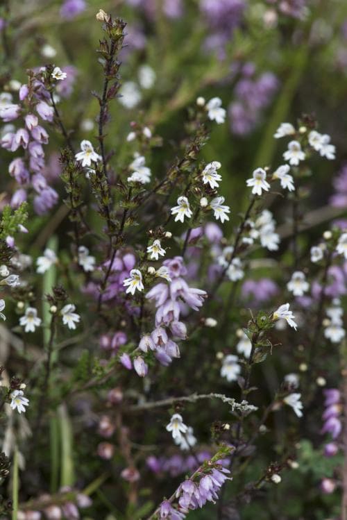ljungögontröst Euphrasia micrantha
