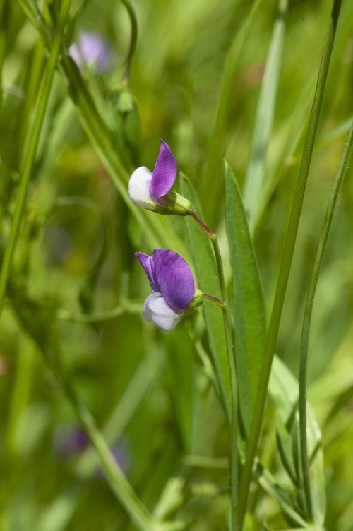 luddvial Lathyrus hirsutus