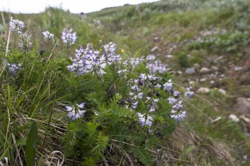 ljus fjällvedel Astragalus alpinus var. alpinus