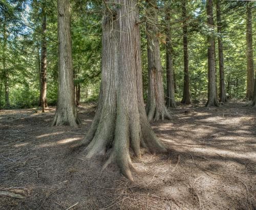 jättetuja Thuja plicata