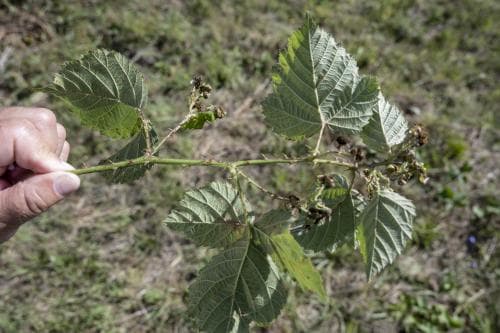 hasselbjörnbär Rubus wahlbergii