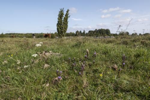 kustgentiana Gentianella campestris subsp. baltica