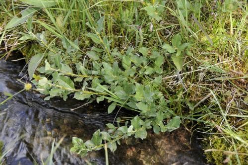 källblekvide Salix hastata subsp. vegeta