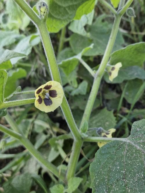 kapkrusbär Physalis peruviana