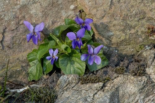 luktviol Viola odorata