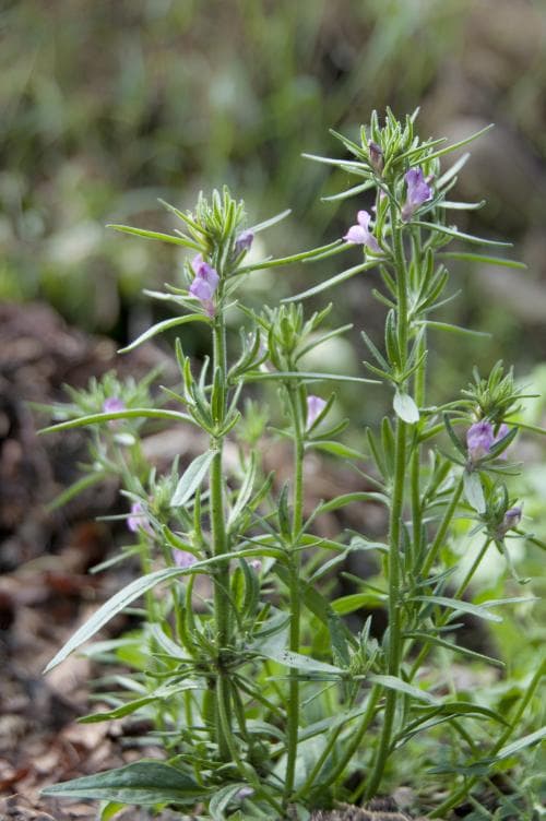 kalvnos Misopates orontium