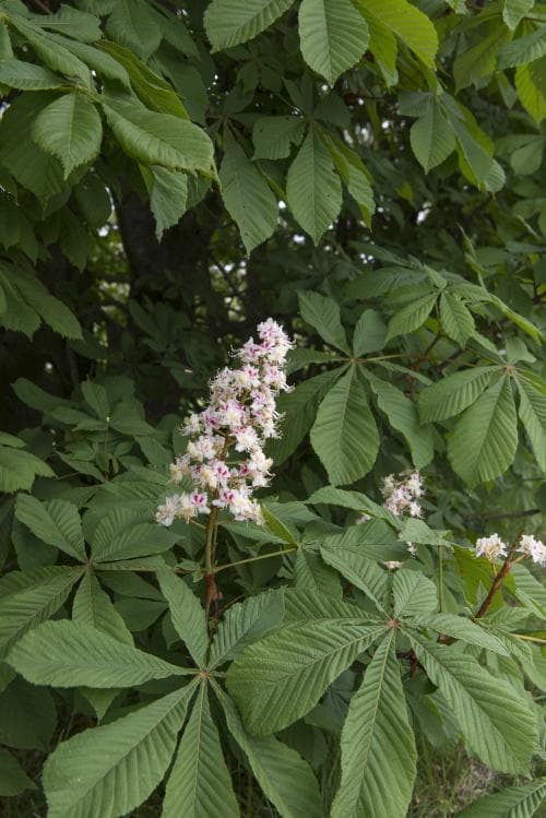 hästkastanj Aesculus hippocastanum