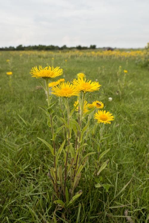 luddkrissla Pentanema britannica