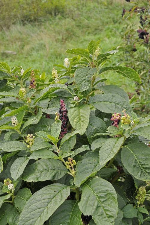 kermesbär Phytolacca acinosa
