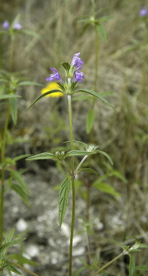 kalkdån Galeopsis angustifolia