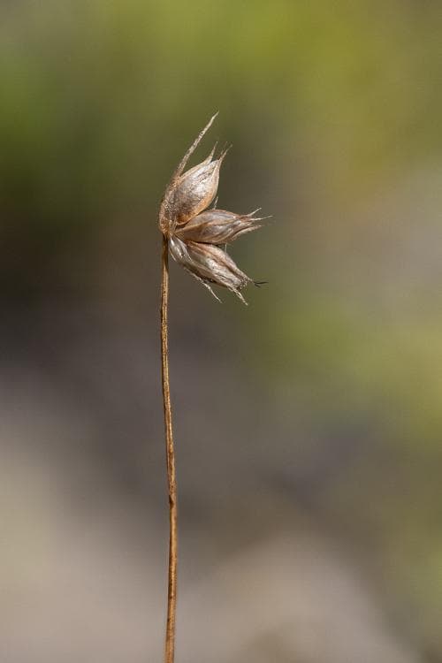 huvudtåg Juncus capitatus