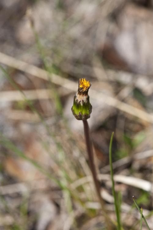 jämtlandsmaskros Taraxacum crocodes