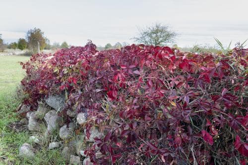 klättervildvin Parthenocissus quinquefolia