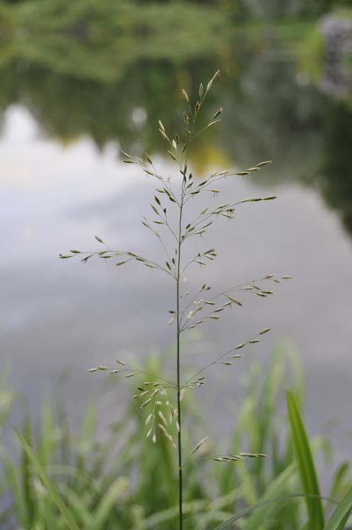 kasgräs Scolochloa festucacea