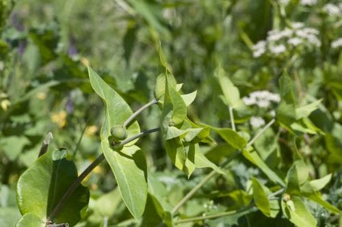 korstörel Euphorbia lathyris