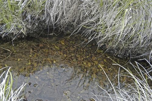 källnate Potamogeton coloratus