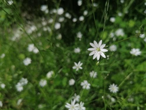 grässtjärnblomma Stellaria graminea