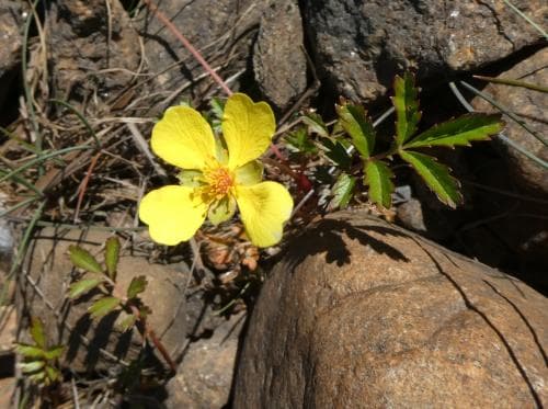 grönlandsgåsört Argentina anserina subsp. groenlandica