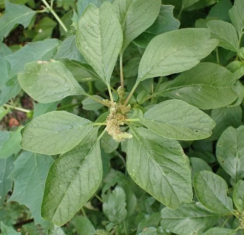 mållamarant Amaranthus blitum