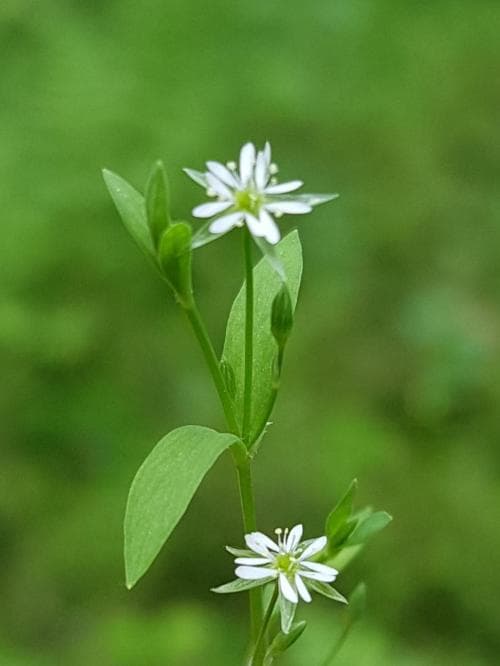 källarv Stellaria alsine