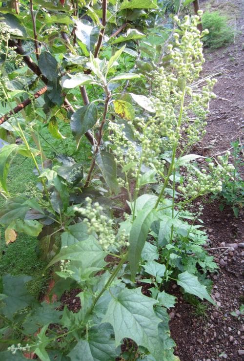 lönnmålla Chenopodiastrum hybridum