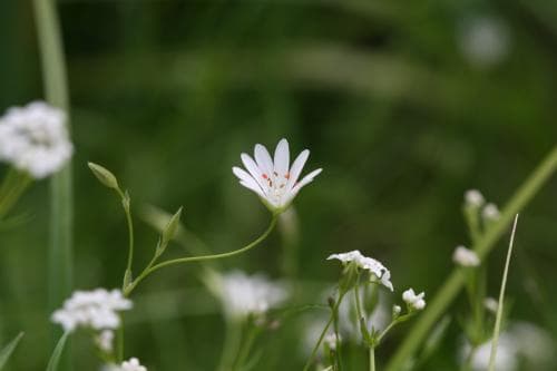 kärrstjärnblomma Stellaria palustris