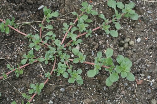 skedamarant Amaranthus blitoides