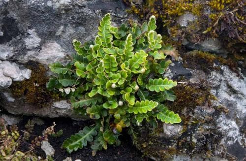 mjältbräken Asplenium ceterach