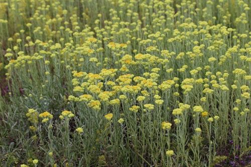 hedblomster Helichrysum arenarium