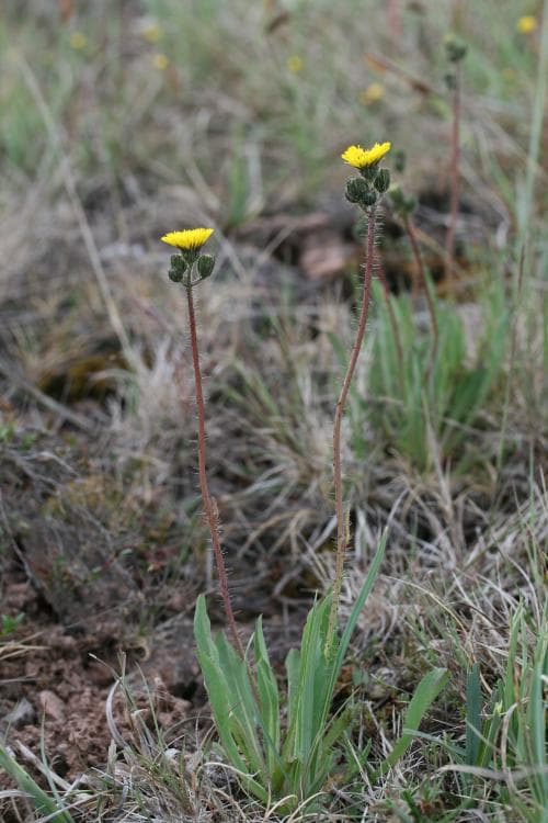 äkta vätfibbla Pilosella cymosa var. gottlandica
