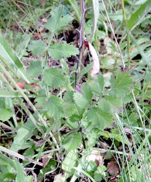 sammetsbockrot Pimpinella saxifraga subsp. nigra