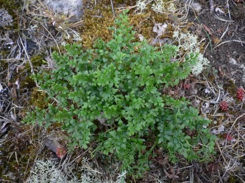 murruta Asplenium ruta-muraria