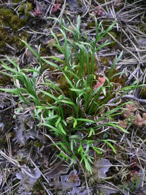 gaffelbräken Asplenium septentrionale