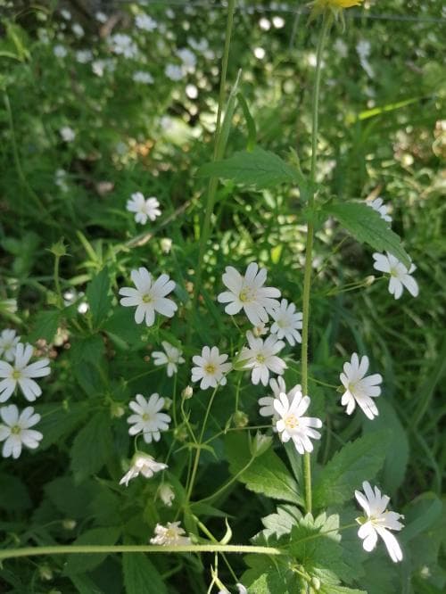 buskstjärnblomma Stellaria holostea
