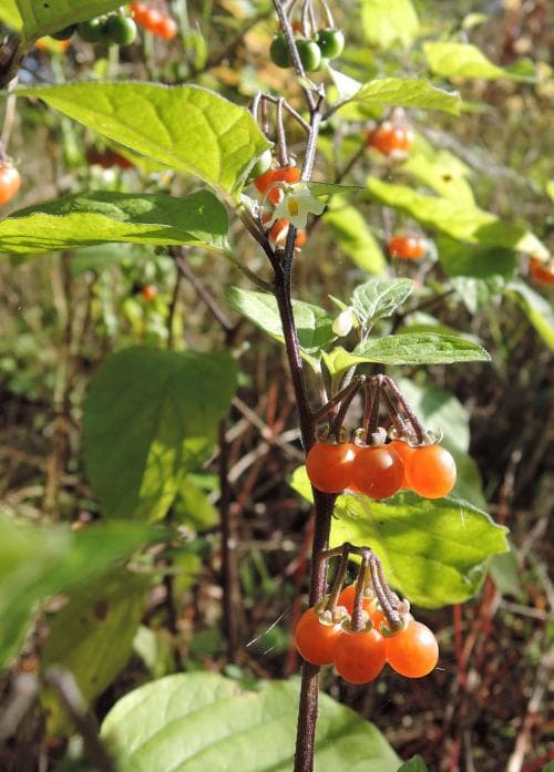 röd nattskatta Solanum villosum subsp. miniatum