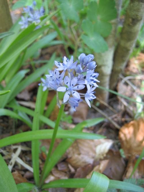 italiensk blåstjärna Hyacinthoides italica