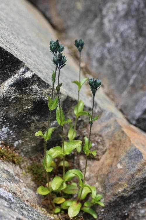 vanlig fjällveronika Veronica alpina subsp. alpina