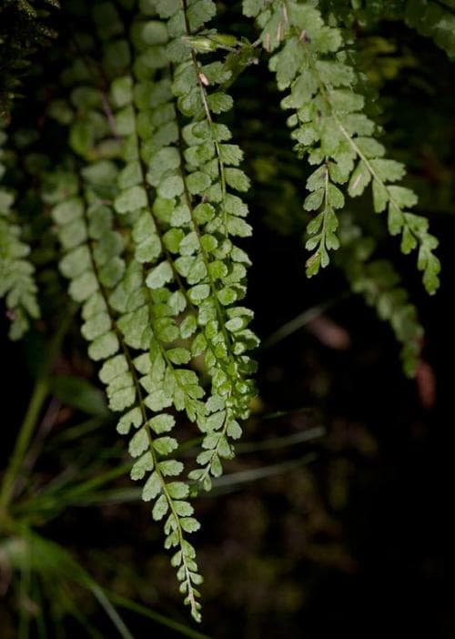brunbräken Asplenium adulterinum