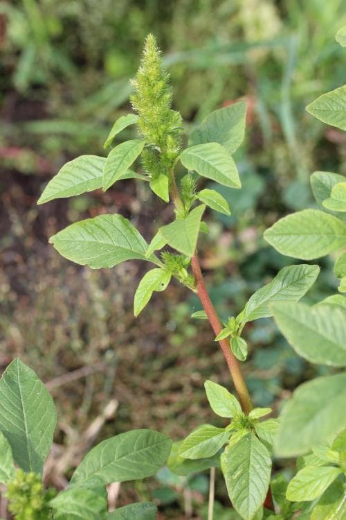 grönamarant Amaranthus hybridus subsp. powellii