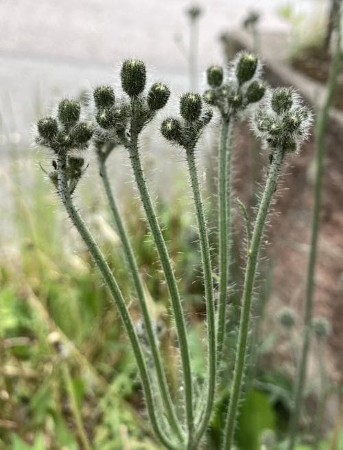 styvhårig kvastfibbla Pilosella cymosa var. cymosa