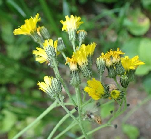 äkta blåfibbla Pilosella cymosa var. praealta