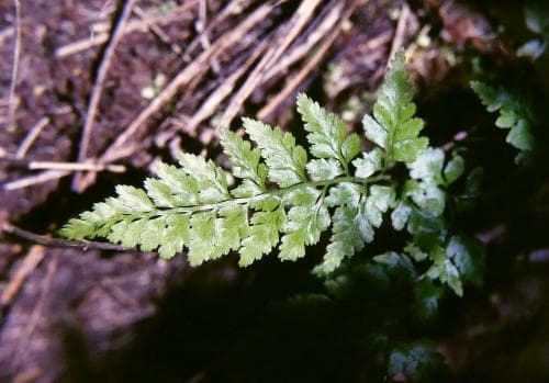 glansbräken Asplenium adiantum-nigrum