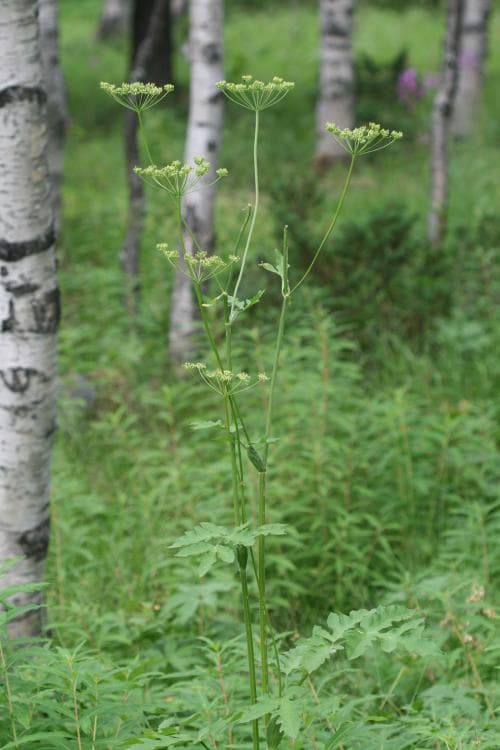 sibirisk björnloka Heracleum sphondylium subsp. sibiricum