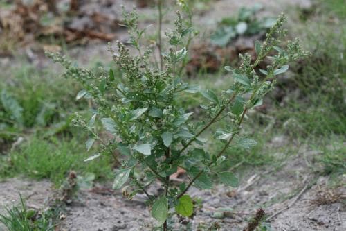 gatmålla Chenopodiastrum murale