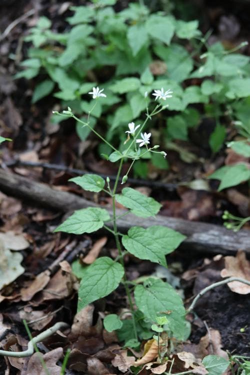 sydlundarv Stellaria nemorum subsp. montana