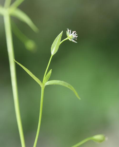 norrlandsarv Stellaria borealis