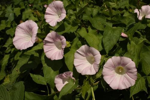skärvinda Convolvulus dahuricus