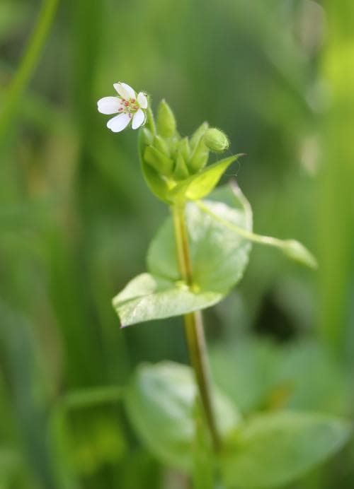 bokarv Stellaria neglecta