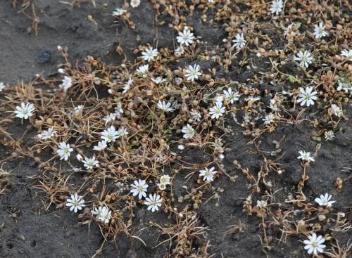 ishavsstjärnblomma Stellaria humifusa