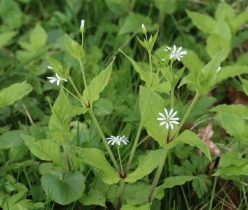 nordlundarv Stellaria nemorum subsp. nemorum